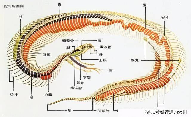 原创打蛇要打七寸不能打头这是为何听内行人说完你都懂了