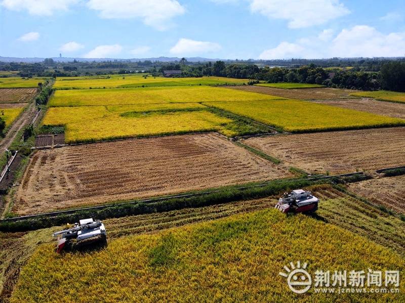 荆州各地抢收水稻 确保颗粒归仓_八岭山镇