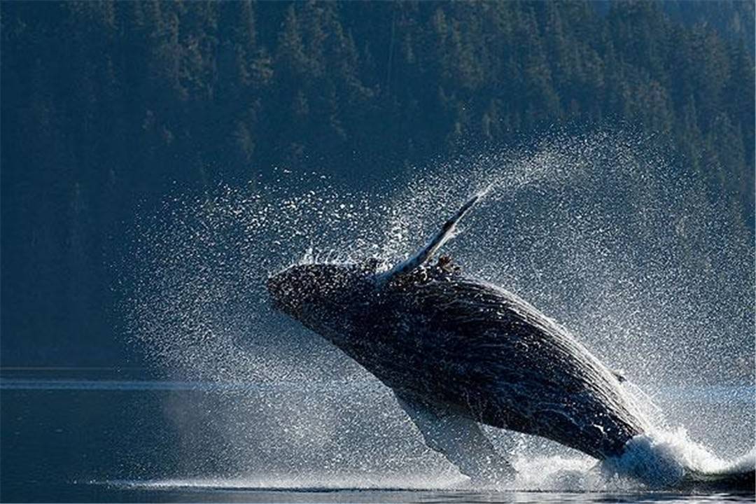 原创为什么鲸鱼会跃出水面,然后再重重地摔进海里?看完涨知识了