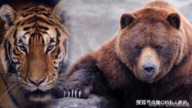 原创棕熊一定打不过东北虎吗?还是说老虎不是它的对手?