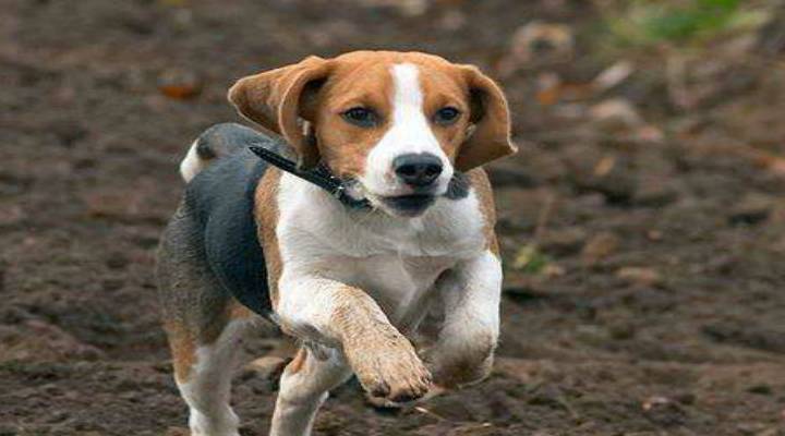 世界最出色的猎犬排名,第一名竟是最平常的它,生活在很常见!