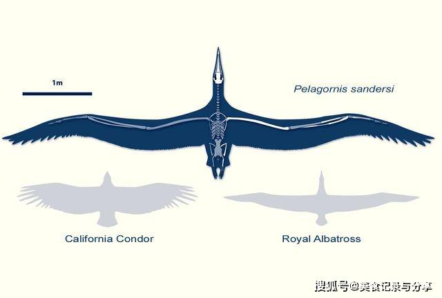 地球上已灭绝的巨鸟排行榜,有的堪比飞机,有的捕食剑齿虎_体重