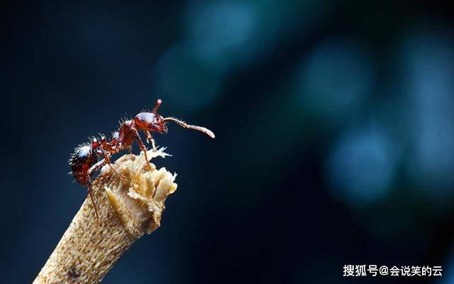 红火蚁席卷中国12省,一只蚁后每天产卵800枚,被咬或危及生命_入侵