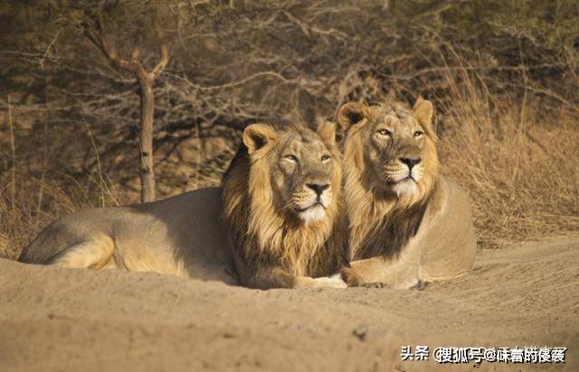 生活在印度吉尔国家公园的亚洲狮