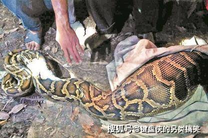 巨型蟒蛇吞下1整只山羊,羊角是否会划破巨蟒肚子