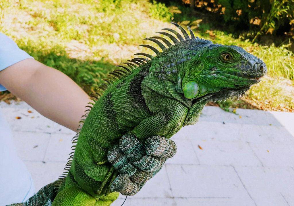 湖北居民家中闯入1.5米长绿色大蜥蜴,这究竟是什么物种?
