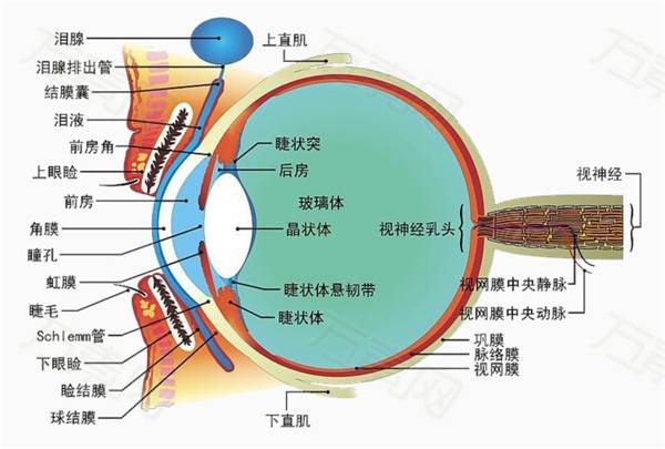 眼结构图一,眼球1,眼球壁1.1外层:角膜(黑眼珠),巩膜(白眼仁)1.1.
