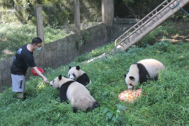 原创重庆动物园数只大熊猫吃月饼,吃水果盘迎中秋庆佳节