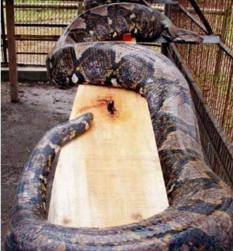 世界上真正的第一巨蛇,桂花巨蟒身长14.8米,重900斤