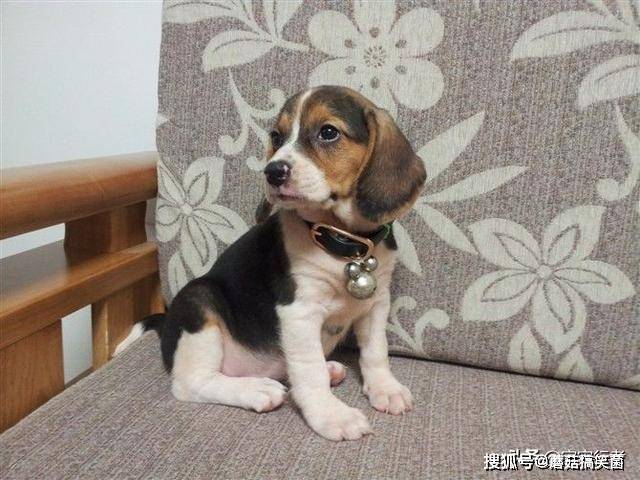 巴吉度犬属于小型宠物犬,在城市却被禁养,这是怎么回事呢?_猎犬