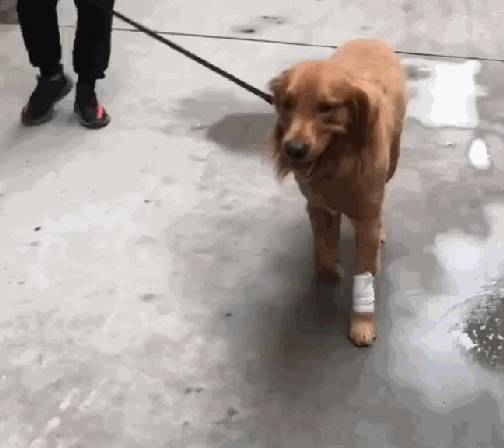 金毛被母狗咬伤,走路一瘸一拐,狗:我受伤的不止身体,还有心灵