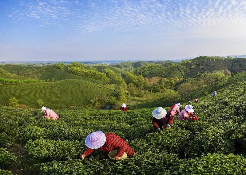 一亩茶山认养计划浉牌一亩茶山信阳浉河港私人茶园每年认养金