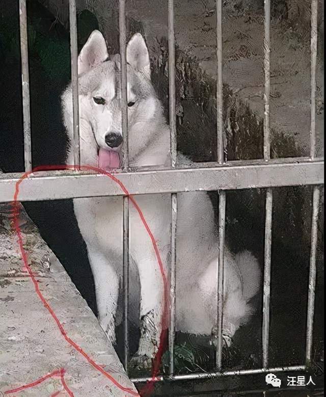 妮妮:本汪只是想体验看看坐牢的感觉啦!