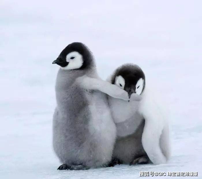憨态可掬的企鹅用翡翠来塑造,栩栩如生的质感,可爱之余萌翻了!