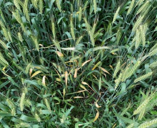 小麦旗叶褪绿发黄,田间一团团发生,是缺水引起还是小麦得病了