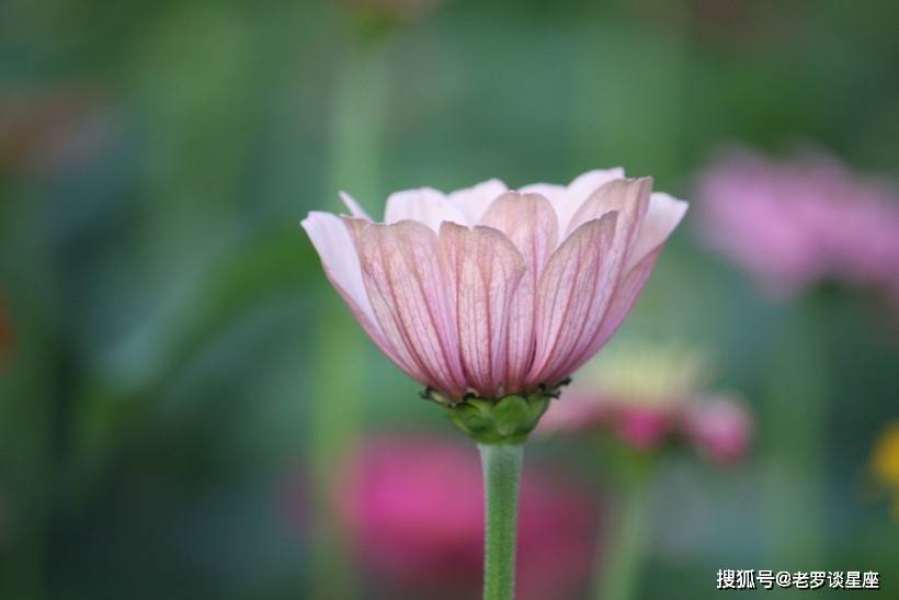 十二生肖中,3个生肖,10月初咸鱼大翻身,赚的金银丰厚