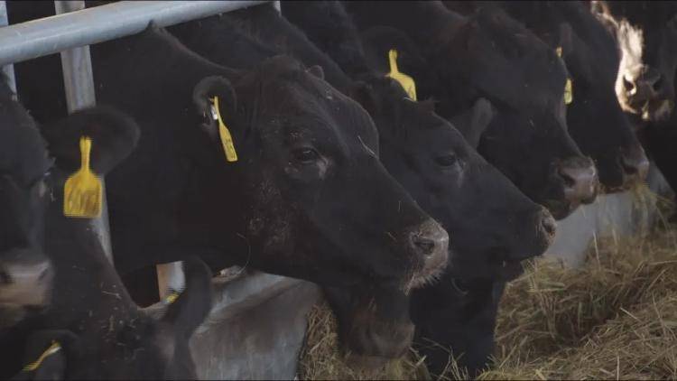 胜伟集团丨国内首个安格斯碱地黑牛核心种群组建成功