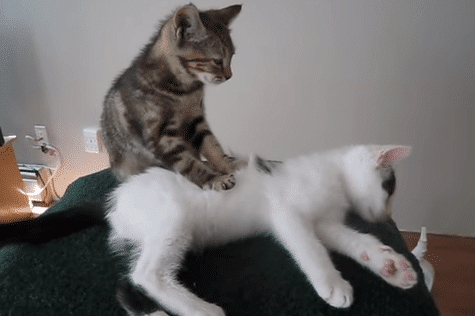 猫吃什么牌子的卵磷脂好 猫吃卵磷脂还是蛋黄