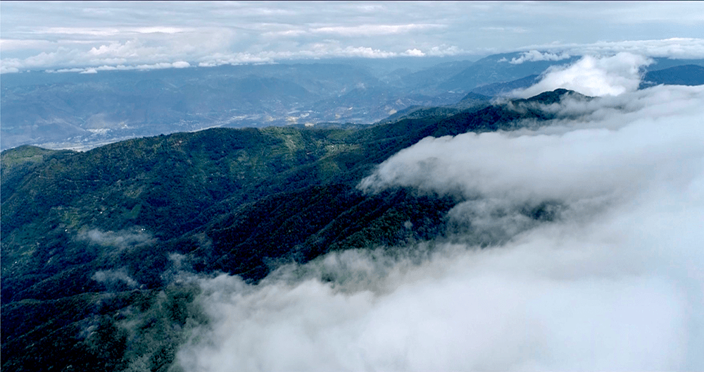 视频|云南高黎贡山保山隆阳段拍到贡山羚牛珍贵影像