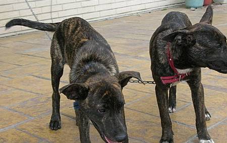 中国本土的四种猛犬,完爆外国猛犬,可惜没几个听说