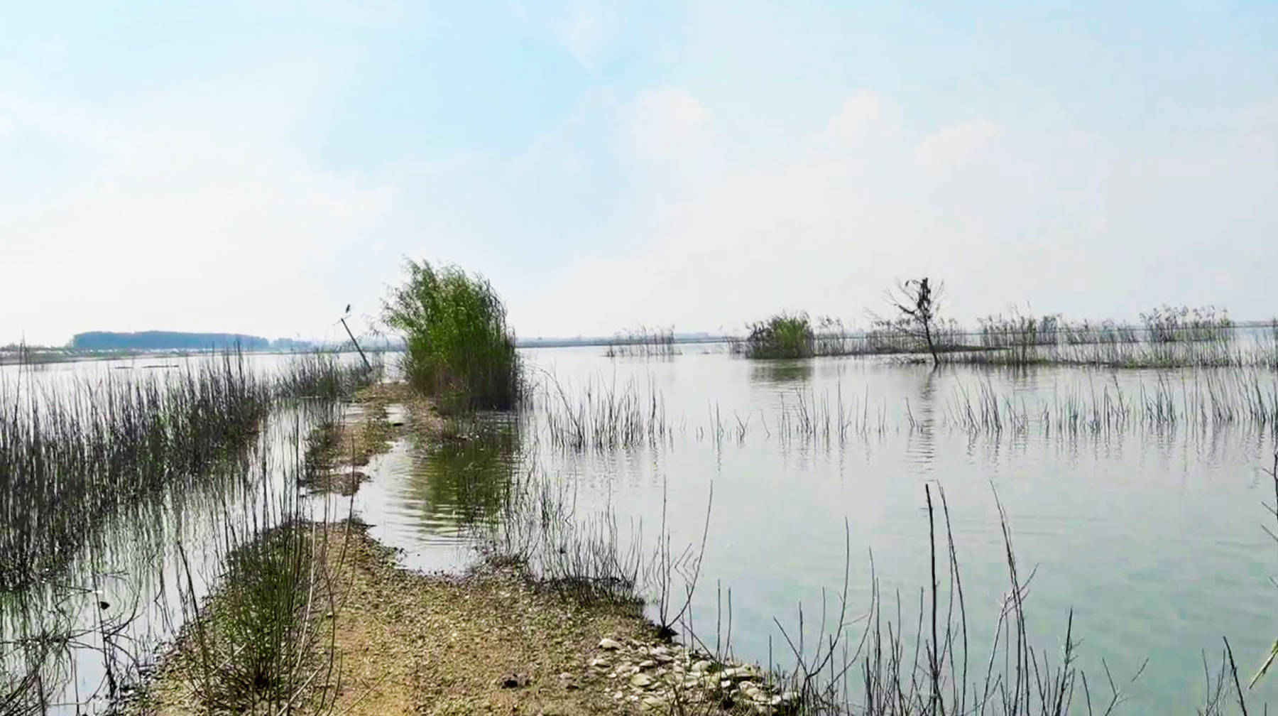 原创在武汉蔡甸随拍沉湖湿地园区:无边水面和滩涂,飞鸟聚集的生态地