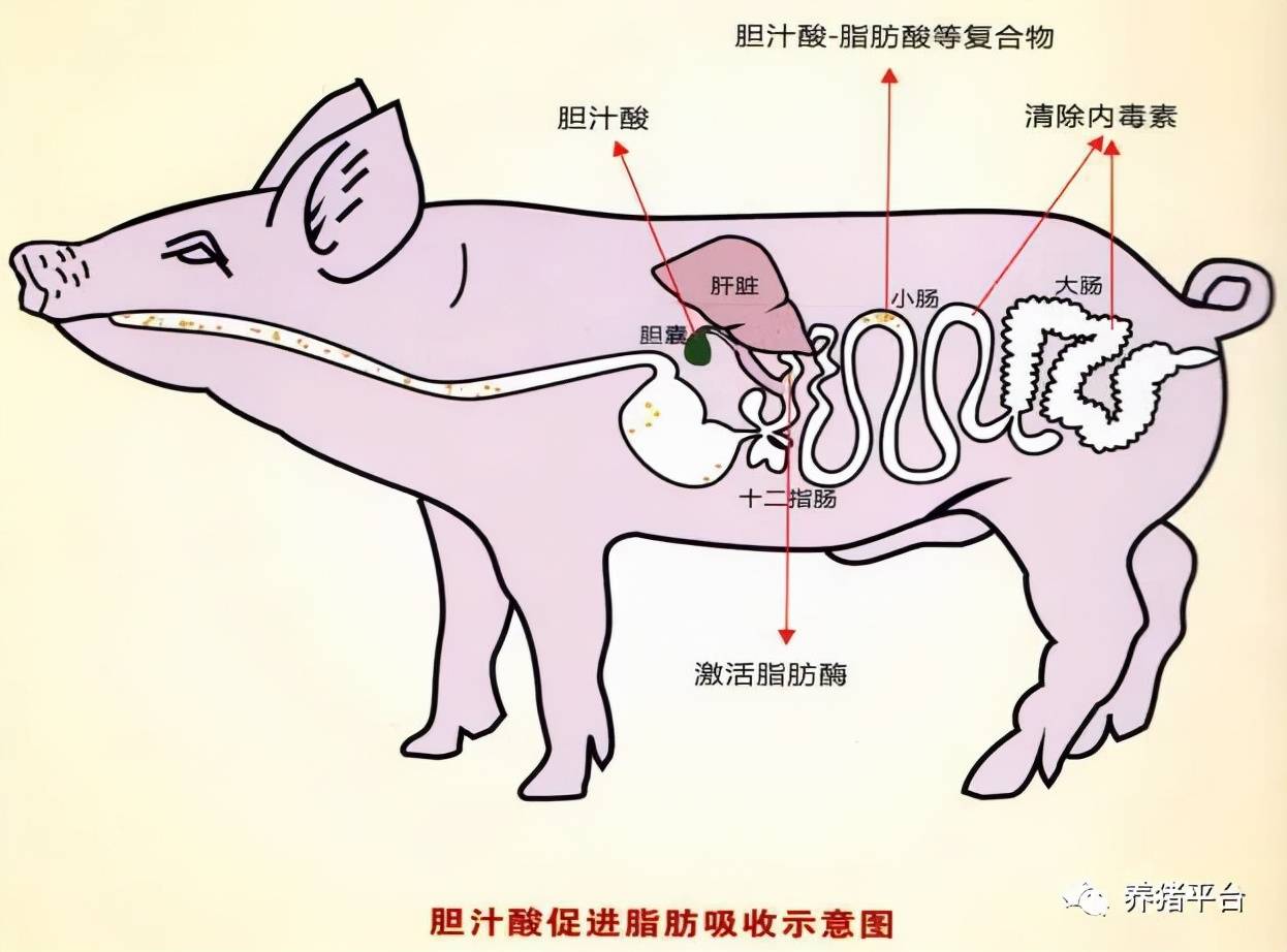 又到秋季仔猪腹泻高峰期,养猪人一定要合理应对