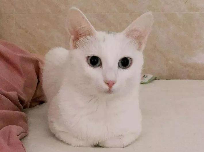 壁纸 动物 猫 猫咪 小猫 桌面 710_531