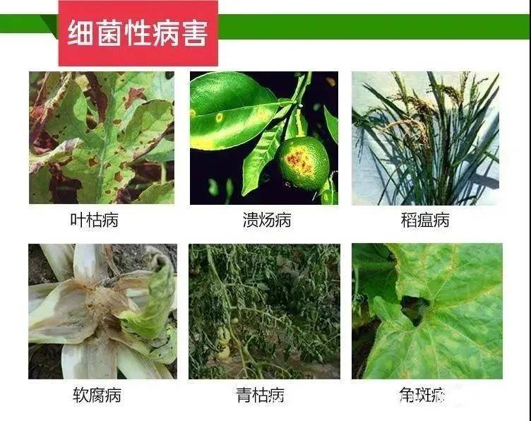 细菌性病害作物症状