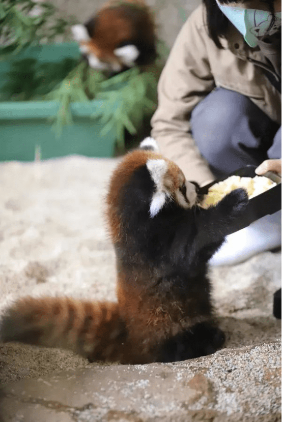 原创贪吃小熊猫看见饲养员的苹果站起来抢挪不动窝的样子可爱极了