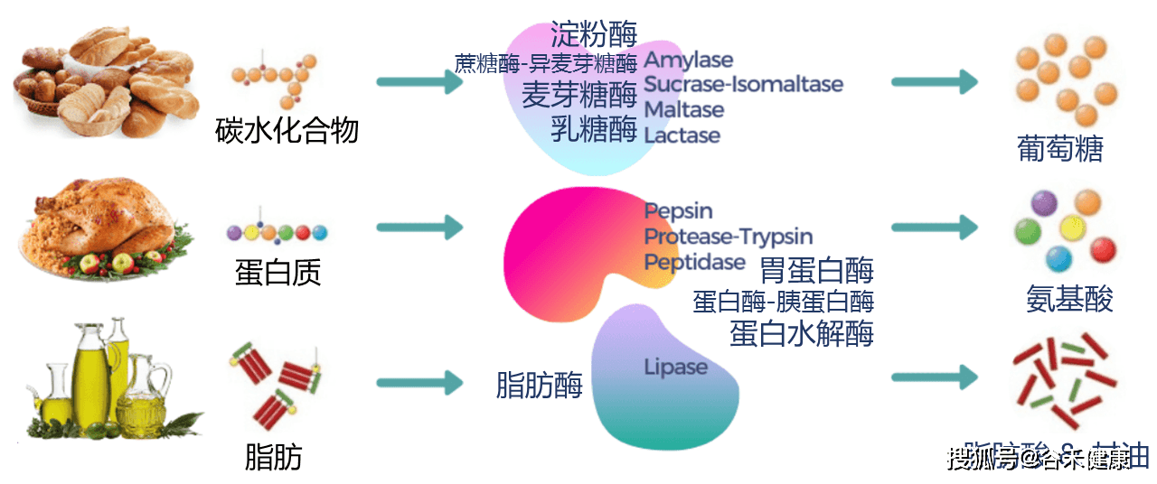 消化酶的类型功能以及食物来源