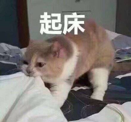 猫咪喊起床表情包