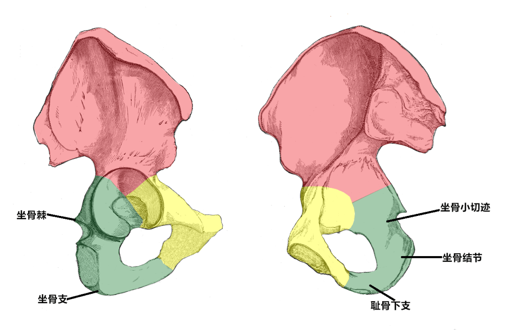 坐骨体下后部向前,上,内延伸为较细的坐骨支,其末端与耻骨下支结合.