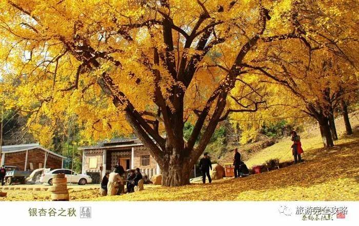 中国随州千年银杏谷景区随州洛阳四大密集成片的古银杏群落之一