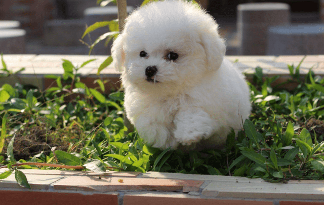 原创可爱的茶杯犬其实非常痛苦看完你还想养茶杯犬吗