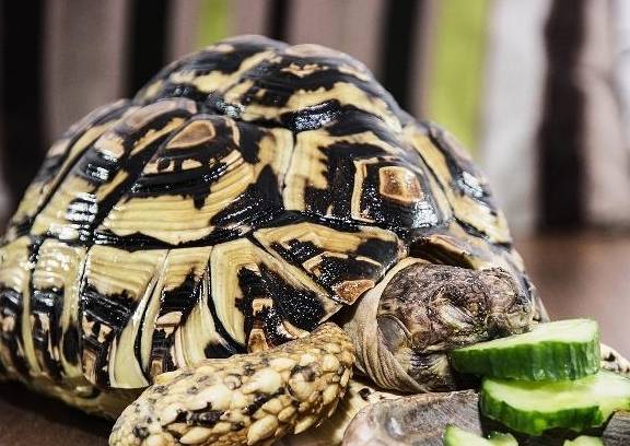 杨某就发现最开始买的那只豹纹陆龟,不愧是只"豹子",由于它长得比较大