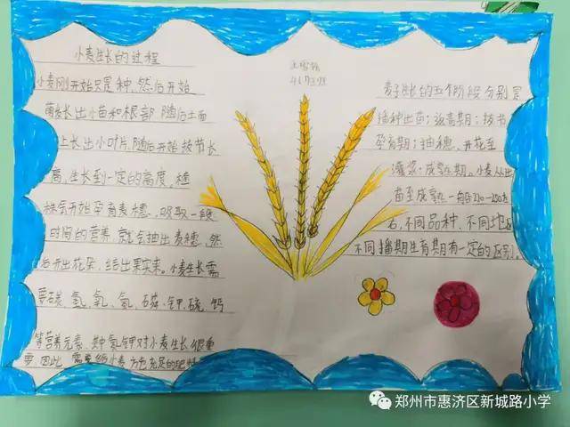 郑州市惠济区新城路小学先布置了实践作业,让孩子自己去探索小麦的