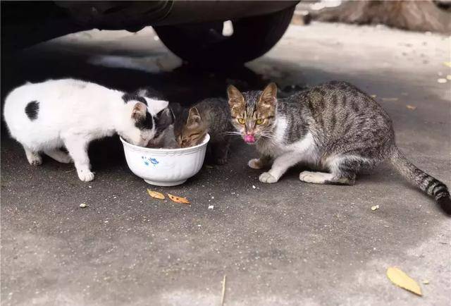 原创喂食流浪猫不是爱猫行为而是在害猫