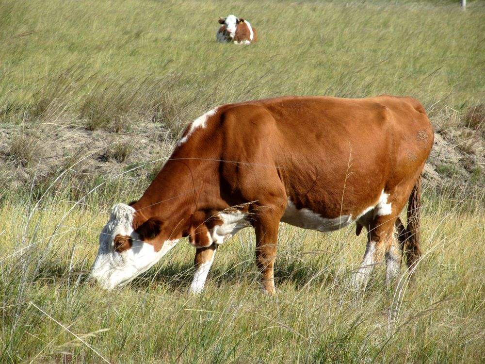 母牛瘦不长肉是什么原因?本文告诉你