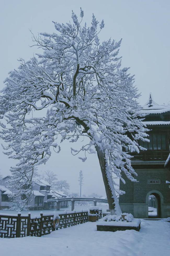 小雪降临乌镇冬日雪景美图先给您安排上了速来围观