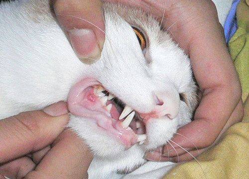 猫舌头红肿溃烂是怎么回事?_猫咪