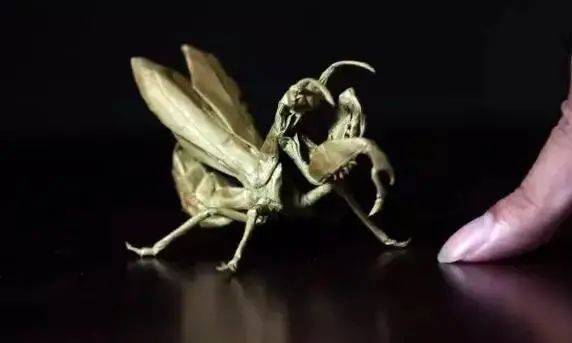 90后艺术家将折纸玩成奢侈品_秦坤