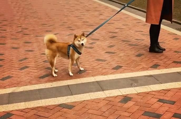 原创碰到一个被绳子拴着的宝宝,柴犬一脸迷茫,甚至有点怀疑狗生!