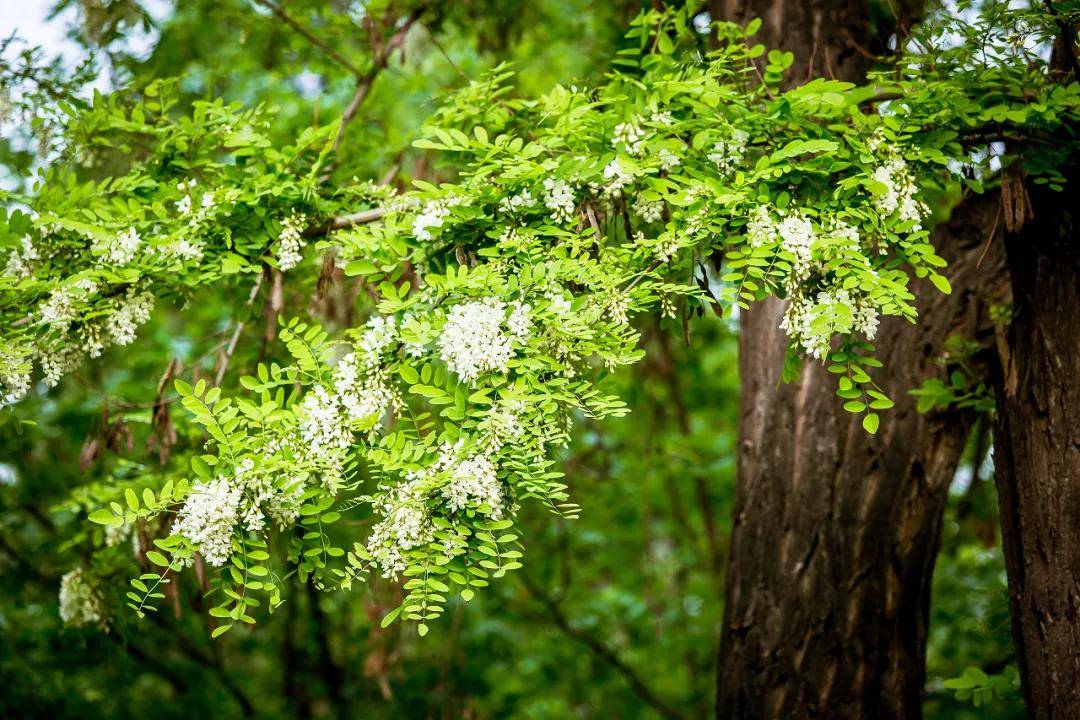 槐花树皮治面瘫,单方一味效优价廉!