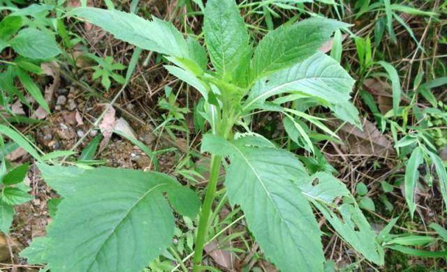 美国人痛恨的"野茼蒿",曾是农民"救命粮",如今1斤20靠