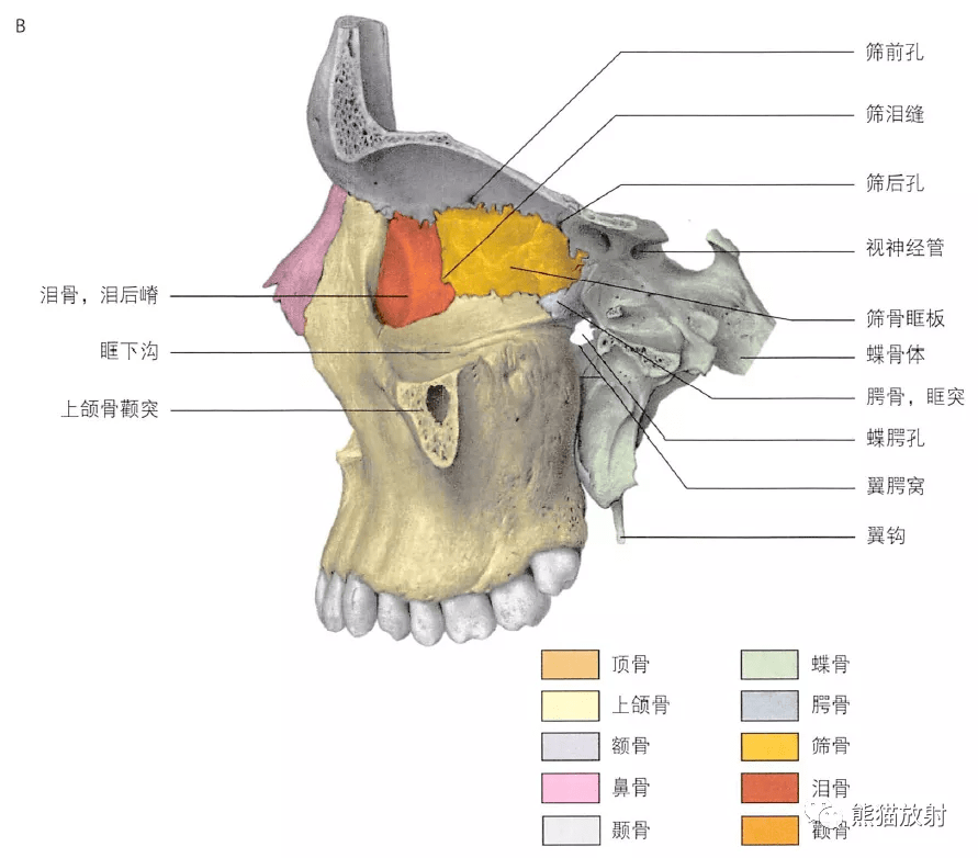 面颅骨矢状面观