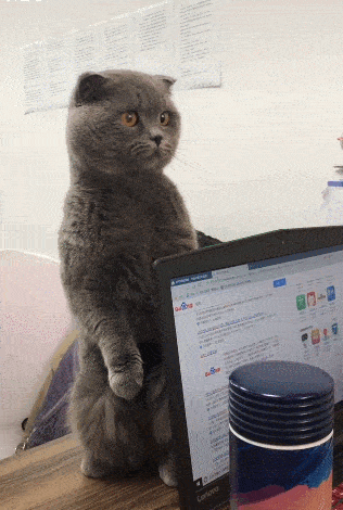 猫咪会一左一右扭脖子,网友觉得是:新疆猫!