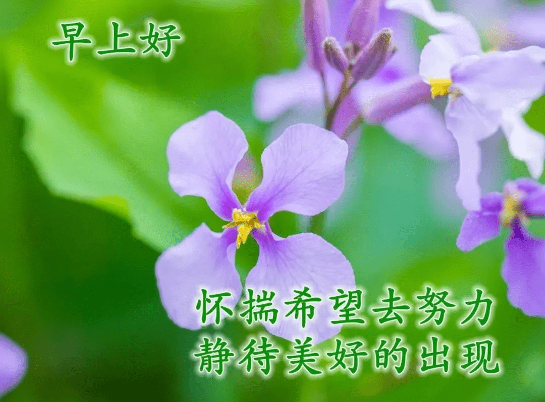 暖心幸福的早上好祝福图片 唯美清新的早安祝福语