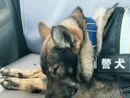 原创一只小警犬雪地执行任务,冻得直缩脚,网友看了心疼:太勇敢了