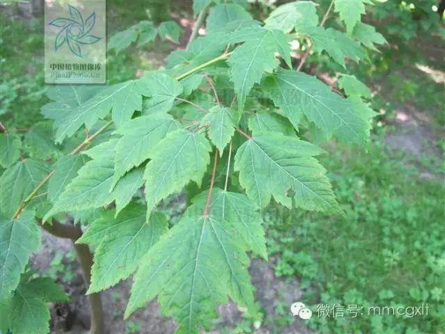 常见槭树鉴别11种(附槭属名录)_acer_元宝槭_叶片