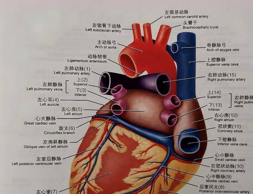 心脏解剖图前面观冬季是心脑血管病的高发期,最近刷爆全网的35岁演员